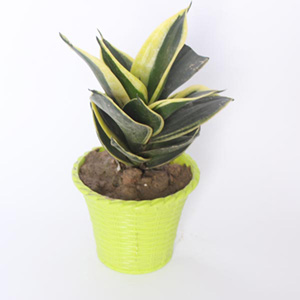 Air Purifier Snake Plant - Online Plants Delivery