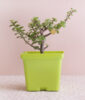 Beautiful Jade Plant with Container