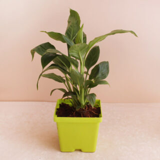 Attractive Lily Plant with Container 1