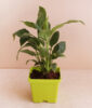 Attractive Peace Lily Plant with Container