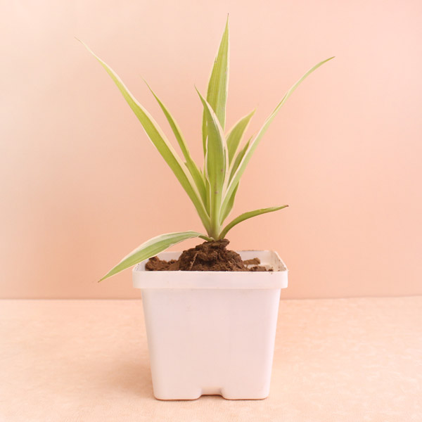 Air Purifter Spider Plant