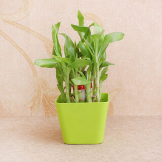 2-Layer Lucky Bamboo 1