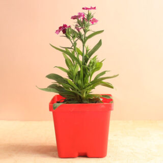 Magenta Dianthus Plant 1