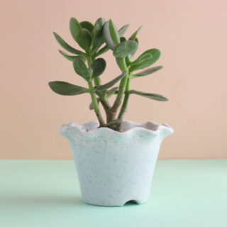 Crassula Ovata Plant 1
