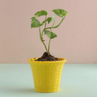 Variegated Money Plant 1