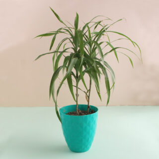 Incredible Areca Palm 1