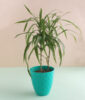 Incredible Areca Palm