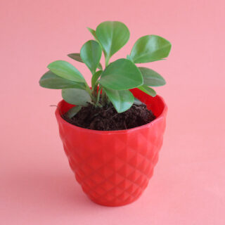 Ficus Compacta Plant 1
