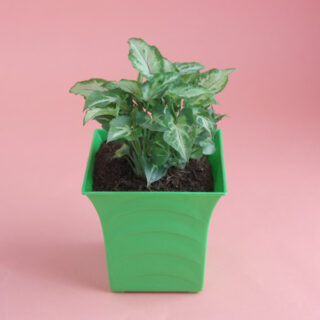 Syngonium variegated plant 1
