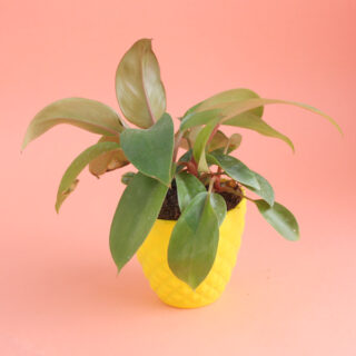 Attractive Red Philodendron Plant 1