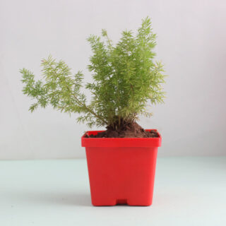 Foxtail Fern Plant 1