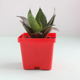 Indoor Snake Plant 1