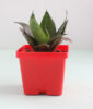 Indoor Snake Plant