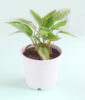 Calathea Plant (White stripes)