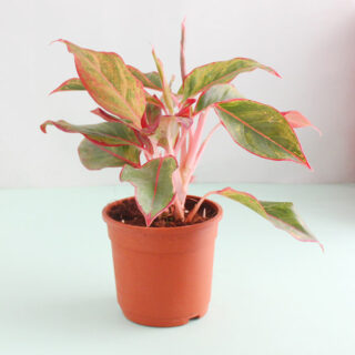 Aglaonema Lipstick Plant 1
