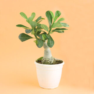 Adenium Bonsai Plant 1