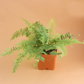 Golden Fern Plant 1
