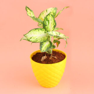 Silver Aglaonema Plant 1