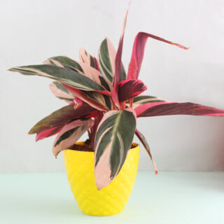 Attractive Calathea Triostar Plant 1