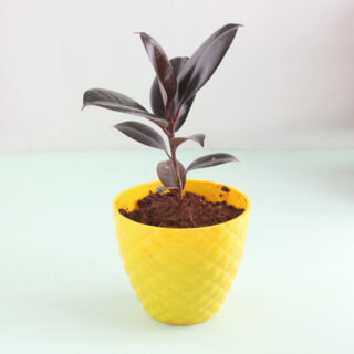 Glossy Rubber Plant 1
