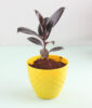 Glossy Rubber Plant