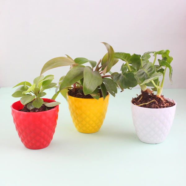 Air Purifying Plants Combo - Mini Set of 3