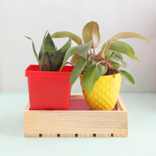 Dual Natural Air Purifiers 1