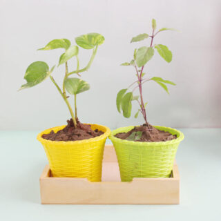 Auspicious Plant Combo 1