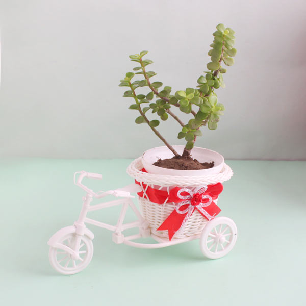 Jade Plant in Decorative Cycle