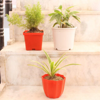 Amazing Plant Trio 1