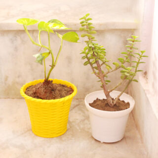 Money Plant with Jade Plant 1