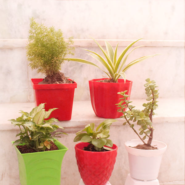 Plant Combo - Set of 5 Air Purifier
