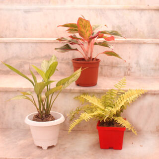 Set of 3 Foliage Plants 1