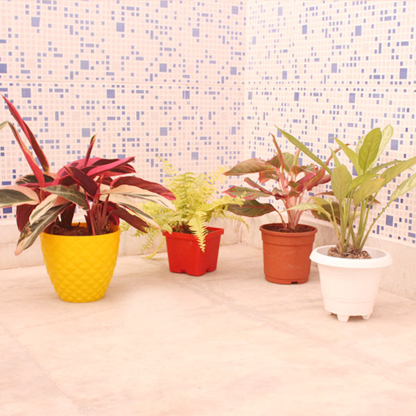 Set of 4 Foliage Plants