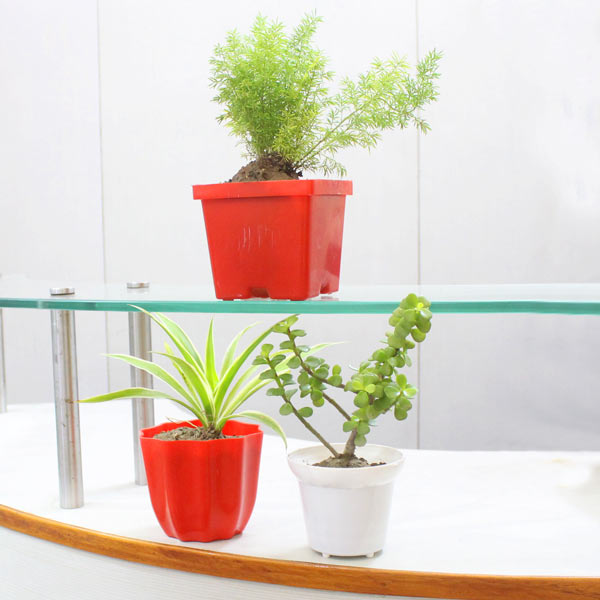 Plant Combo - Set of 3 Air Purifiers