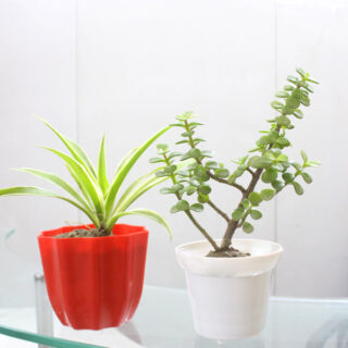Air Purifying Plant Combo 1