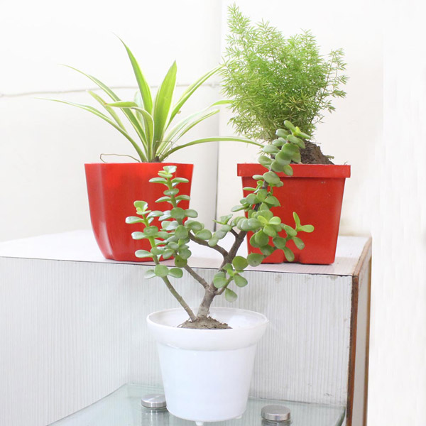 Plant Combo - Blissful Combo of Air Purifying Plants