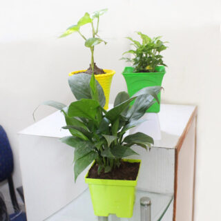 Attractive Air Purifying Plants 1