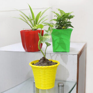 3 Valuable Purifying Plants 1