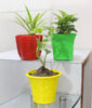 3 Valuable Purifying Plants