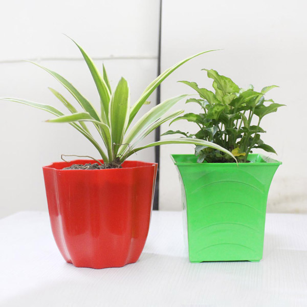 Pair of Air Purifier Plants