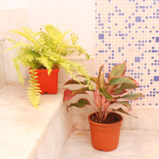 Air Purifier Plant Combo 1