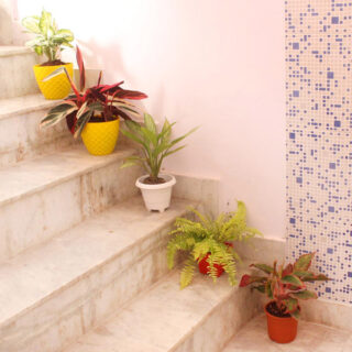 Comb of 5 Air Purifier Plants 1