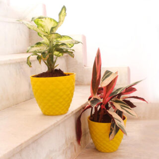 Beautiful & Thoughtful Plant Combo 1