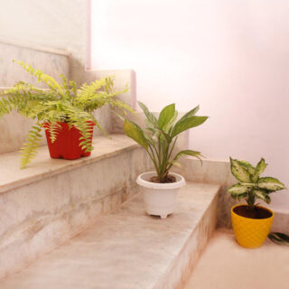 Attractive & Thoughtful Plant Trio 1