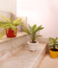 Attractive & Thoughtful Plant Trio