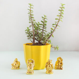 Blissful Jade Plant with Laughing Buddha 1