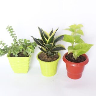 Combo of 3 Houseplants 1