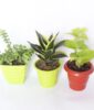 Combo of 3 Houseplants
