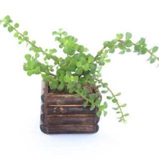 Healthy Jade Plant 1